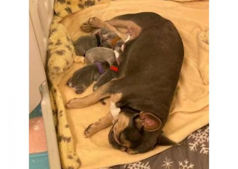 Adorable French Bulldog Puppies Ready for Their Forever Homes!