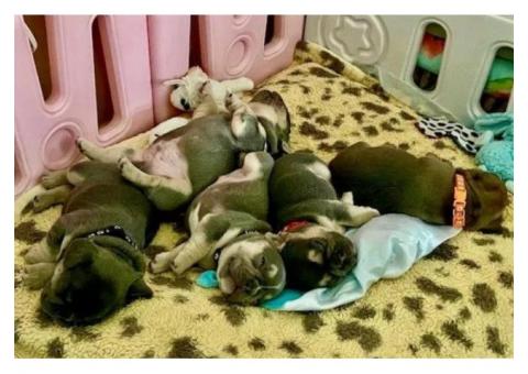 Adorable French Bulldog Puppies Ready for Their Forever Homes!