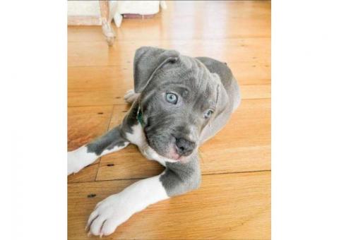 Cane Corso Puppy For Adoption...hatsapp me at: +44 7453 907158