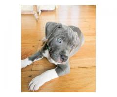 Cane Corso Puppy For Adoption...hatsapp me at: +44 7453 907158