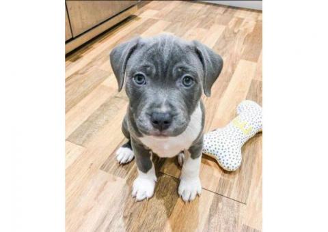 Cane Corso Puppy For Adoption...hatsapp me at: +44 7453 907158