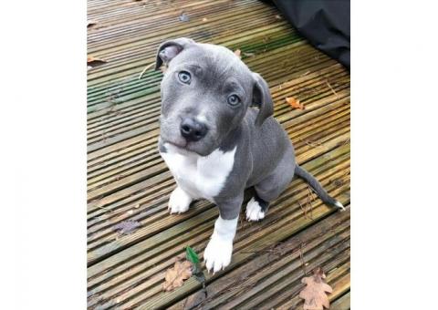 Cane Corso Puppy For Adoption...hatsapp me at: +44 7453 907158
