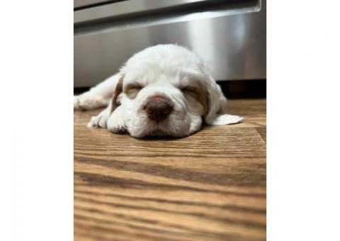 Well-Trained Clumber Spaniel Puppies..hatsapp me at: +44 7453 907158