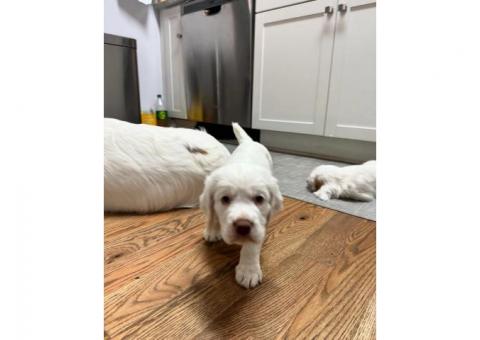 Well-Trained Clumber Spaniel Puppies..hatsapp me at: +44 7453 907158
