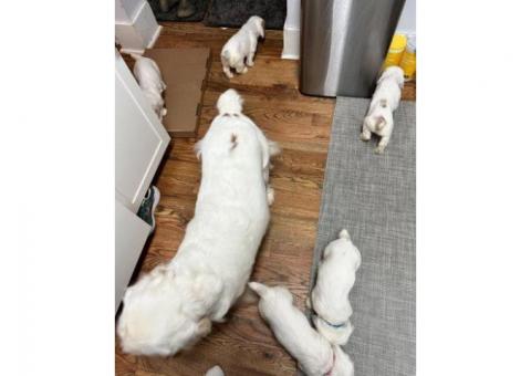 Well-Trained Clumber Spaniel Puppies..hatsapp me at: +44 7453 907158