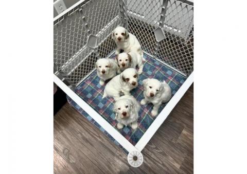 Well-Trained Clumber Spaniel Puppies..hatsapp me at: +44 7453 907158