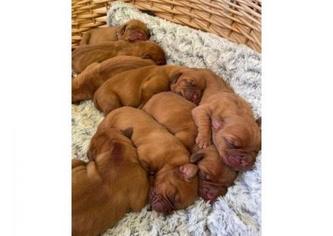 Cute Dogue de Bordeaux puppies available for sale.