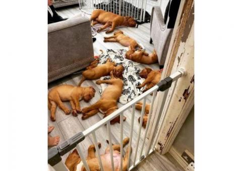 Cute Dogue de Bordeaux puppies available for sale.