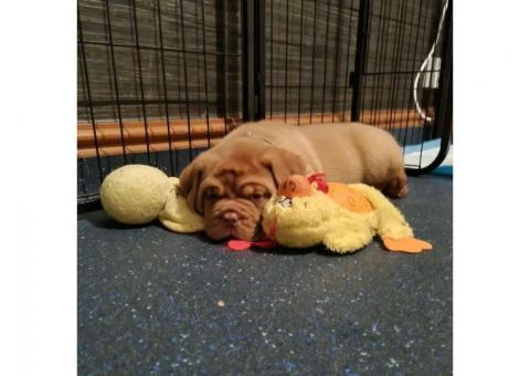 Cute Dogue de Bordeaux puppies available for sale.