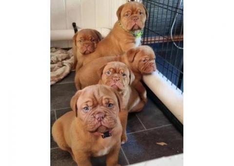 Cute Dogue de Bordeaux puppies available for sale.