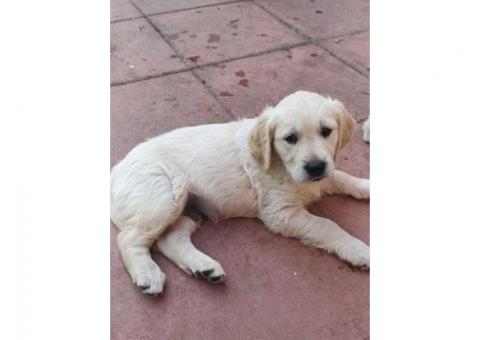 Golden retriever puppies ready..hatsapp me at: +44 7453 907158