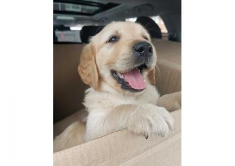 Golden retriever puppies ready..hatsapp me at: +44 7453 907158