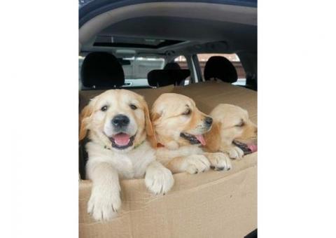 Golden retriever puppies ready..hatsapp me at: +44 7453 907158