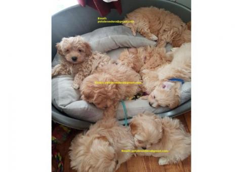 Socialized Little Maltipoo Puppies Ready