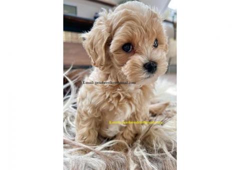 Socialized Little Maltipoo Puppies Ready