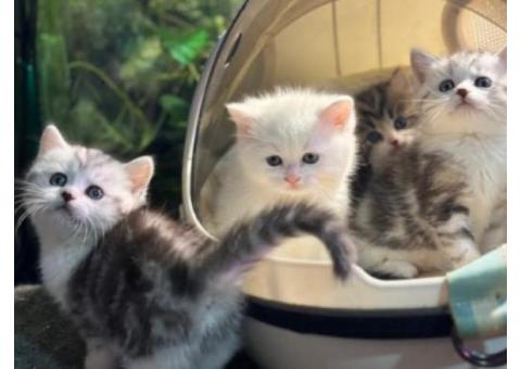 Charming Munchkin Kitten!..WhatsApp me on +447453907158