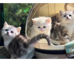 Charming Munchkin Kitten!..WhatsApp me on +447453907158