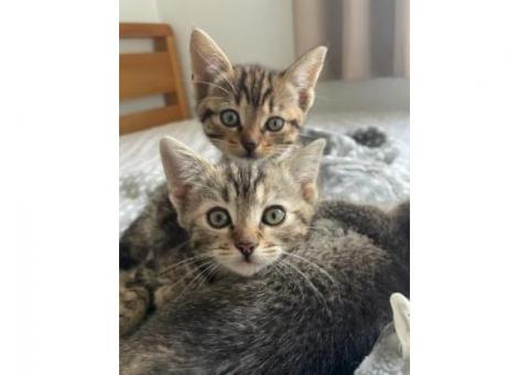 Charming Munchkin Kitten!..WhatsApp me on +447453907158