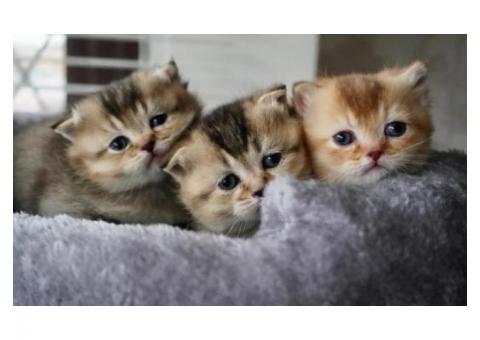 Charming Munchkin Kitten!..WhatsApp me on +447453907158