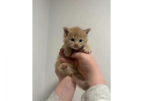 ???? Magnificent Maine Coon Kitten....WhatsApp me on +447453907158