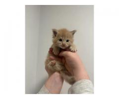 ???? Magnificent Maine Coon Kitten....WhatsApp me on +447453907158