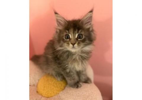 ???? Magnificent Maine Coon Kitten....WhatsApp me on +447453907158