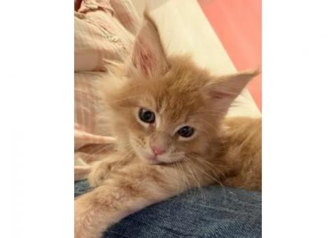 ???? Magnificent Maine Coon Kitten....WhatsApp me on +447453907158