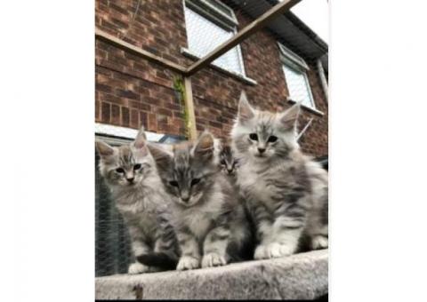 ???? Magnificent Maine Coon Kitten....WhatsApp me on +447453907158