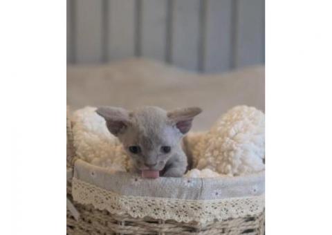 BEAUTIFUL DEVON REX KITTEN..WhatsApp me on +447453907158