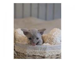 BEAUTIFUL DEVON REX KITTEN..WhatsApp me on +447453907158