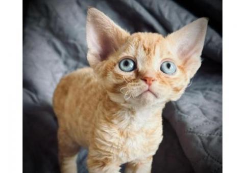 BEAUTIFUL DEVON REX KITTEN..WhatsApp me on +447453907158