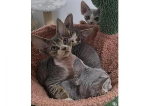 BEAUTIFUL DEVON REX KITTEN..WhatsApp me on +447453907158