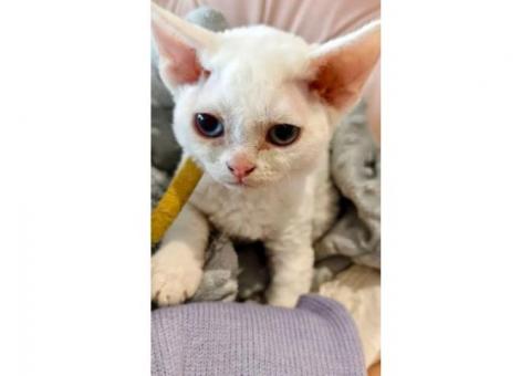 BEAUTIFUL DEVON REX KITTEN..WhatsApp me on +447453907158