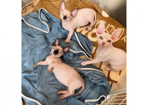 Adorable Sphynx kittens for sale......WhatsApp me on +447453907158