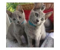 Gorgeous pedigree blue Russian kittens ready now