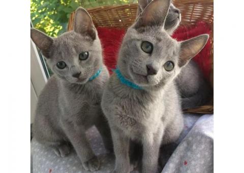 Gorgeous pedigree blue Russian kittens ready now