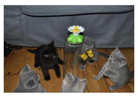 British shorthair kittens for sale...WhatsApp me on +447453907158