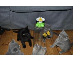 British shorthair kittens for sale...WhatsApp me on +447453907158