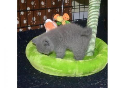 British shorthair kittens for sale...WhatsApp me on +447453907158