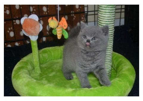 British shorthair kittens for sale...WhatsApp me on +447453907158