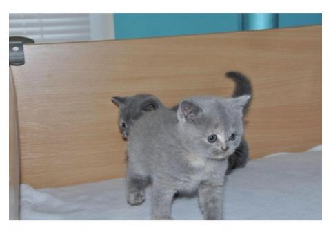 British shorthair kittens for sale...WhatsApp me on +447453907158