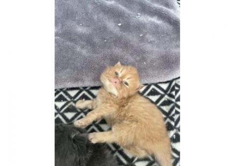 Ful Persian kittens Ready Now...WhatsApp me on +447453907158
