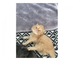 Ful Persian kittens Ready Now...WhatsApp me on +447453907158
