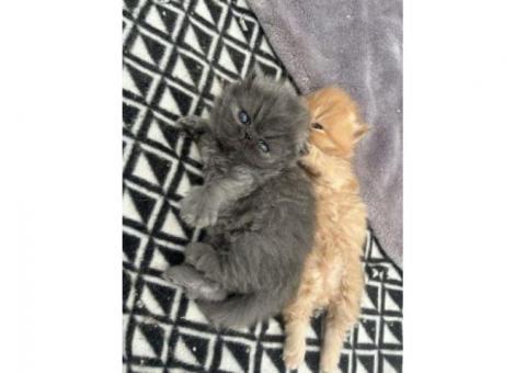 Ful Persian kittens Ready Now...WhatsApp me on +447453907158
