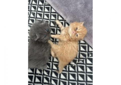 Ful Persian kittens Ready Now...WhatsApp me on +447453907158