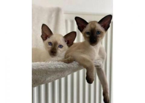 Top Quality Siamese Kittens...WhatsApp me on +447453907158