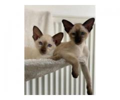 Top Quality Siamese Kittens...WhatsApp me on +447453907158