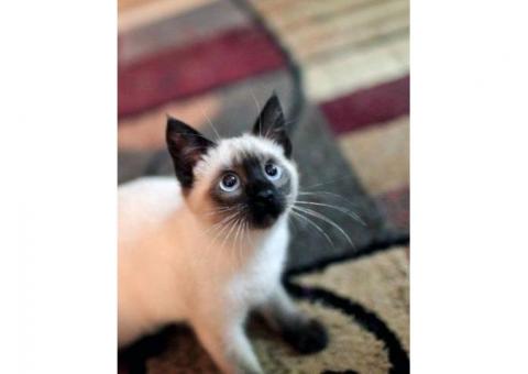 Top Quality Siamese Kittens...WhatsApp me on +447453907158