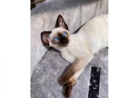 Top Quality Siamese Kittens...WhatsApp me on +447453907158