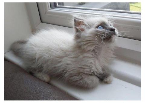 Gorgeous GCCF ragdoll kittens...WhatsApp me on +447453907158
